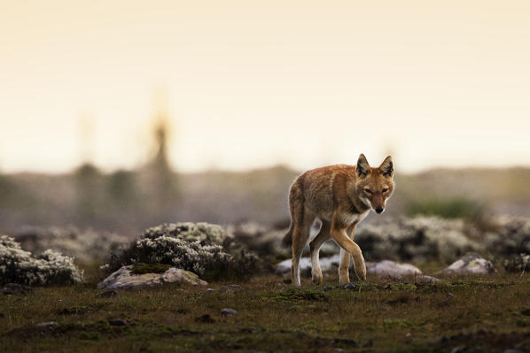 Simien wolf (canis simensis) in Bale mountains national park, Ethiopia
