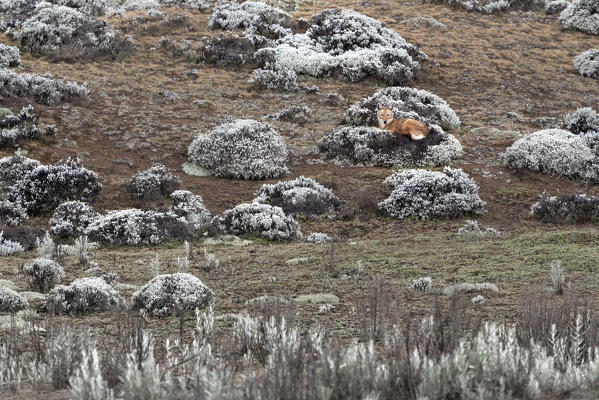 Simien wolf (canis simensis) in Bale mountains national park, Ethiopia