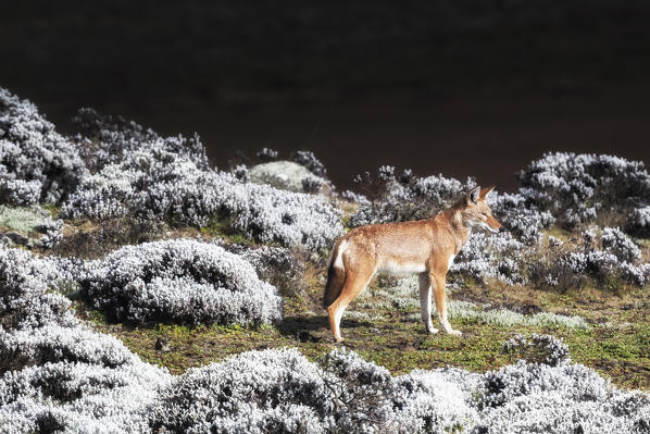Simien wolf (canis simensis) in Bale mountains national park, Ethiopia
