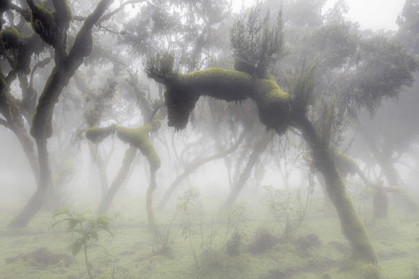 Harenna forest, Bale mountains national park, Ethiopia