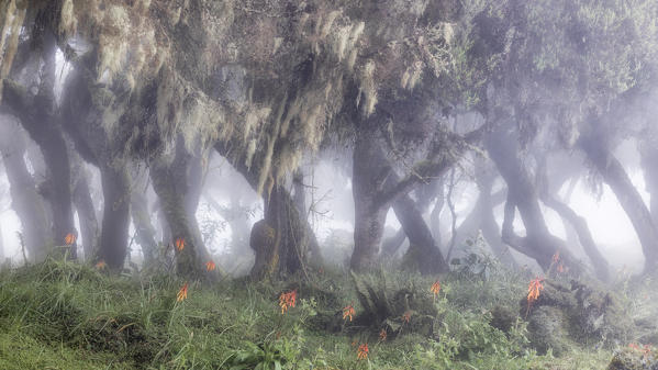 Harenna forest, Bale mountains national park, Ethiopia