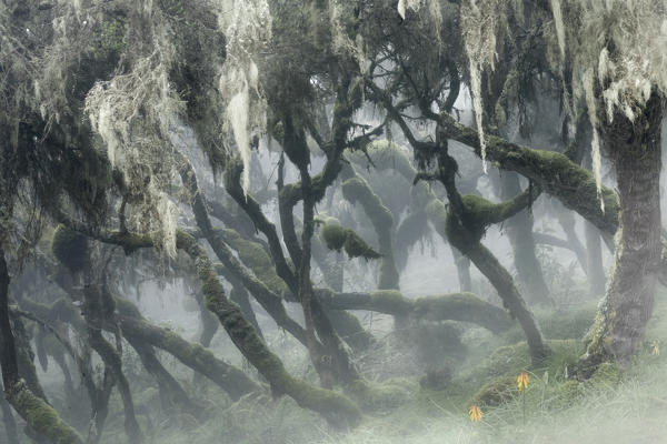 Harenna forest, Bale mountains national park, Ethiopia
