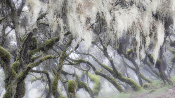 Harenna forest, Bale mountains national park, Ethiopia