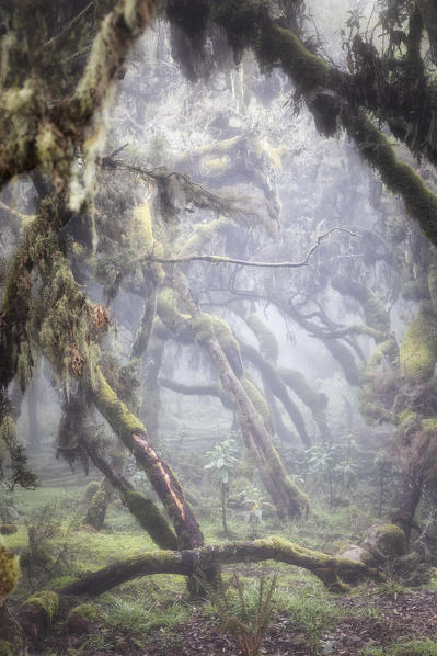 Harenna forest, Bale mountains national park, Ethiopia