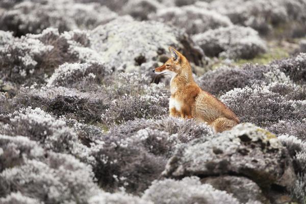 Simien wolf (canis simensis) in Bale mountains national park, Ethiopia