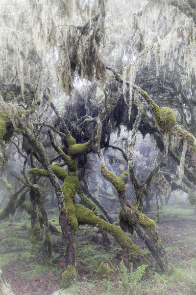 Harenna forest, Bale mountains national park, Ethiopia
