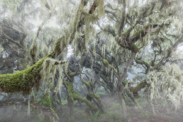 Harenna forest, Bale mountains national park, Ethiopia