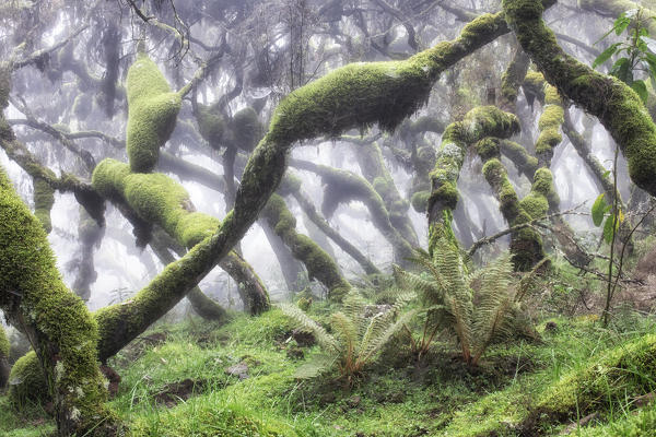 Harenna forest, Bale mountains national park, Ethiopia