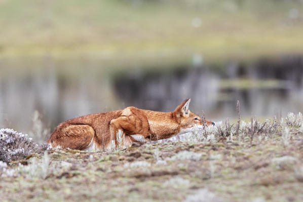 Simien wolf (canis simensis) in Bale mountains national park, Ethiopia
