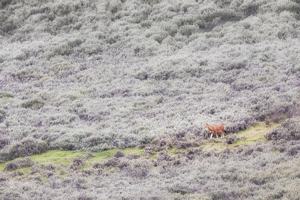 Simien wolf (canis simensis) in Bale mountains national park, Ethiopia