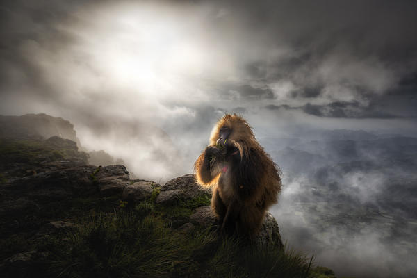 Gelada baboon in Simien Mountains National Park, Northern Ethiopia