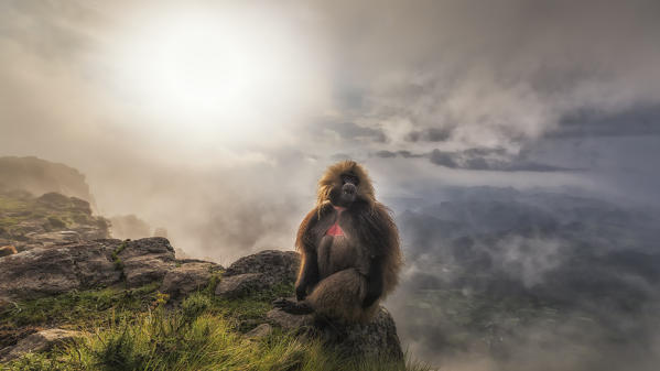 Gelada baboon in Simien Mountains National Park, Northern Ethiopia