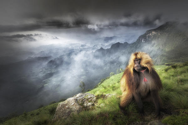 Gelada baboon in Simien Mountains National Park, Northern Ethiopia