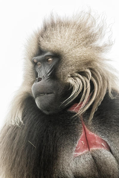 Portrait of Gelada baboon in Simien Mountains National Park, Northern Ethiopia
