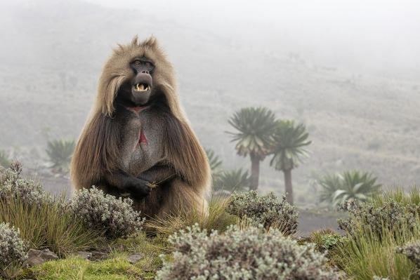 Gelada baboon in Simien Mountains National Park, Northern Ethiopia