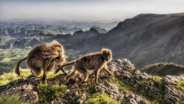 Gelada baboon in Simien Mountains National Park, Northern Ethiopia