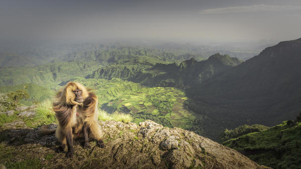 Gelada baboon in Simien Mountains National Park, Northern Ethiopia
