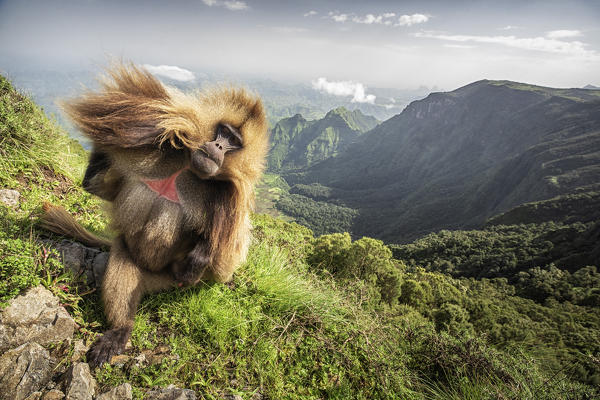 Gelada baboon in Simien Mountains National Park, Northern Ethiopia