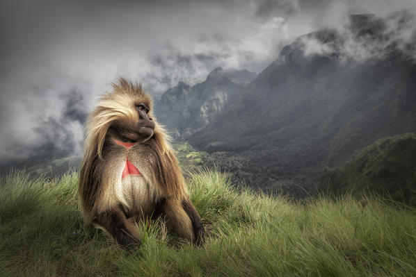 Gelada baboon in Simien Mountains National Park, Northern Ethiopia
