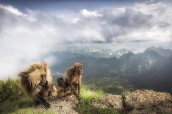Gelada baboon family in Simien Mountains National Park, Northern Ethiopia