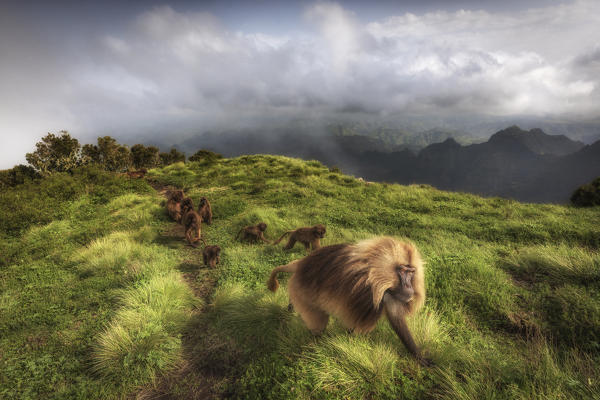 Gelada baboon in Simien Mountains National Park, Northern Ethiopia