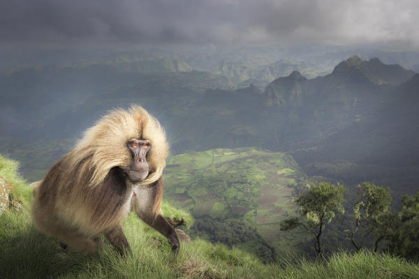 Gelada baboon in Simien Mountains National Park, Northern Ethiopia