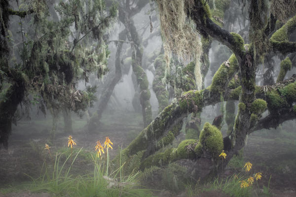 Harenna forest, Bale mountains national park, Ethiopia