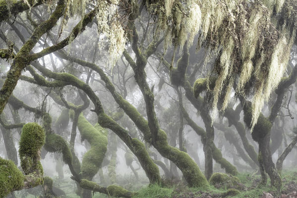 Harenna forest, Bale mountains national park, Ethiopia