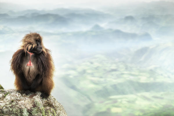 Gelada baboon in Simien Mountains National Park, Northern Ethiopia