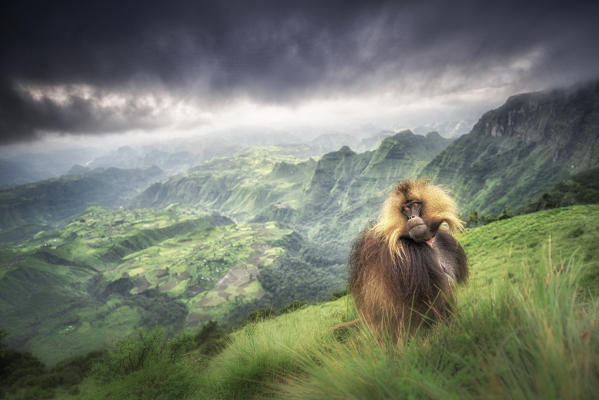 Gelada baboon in Simien Mountains National Park, Northern Ethiopia