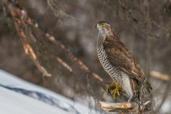 Goshawk, Trentino Alto-Adige, Italy