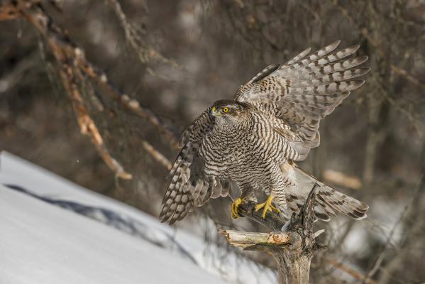 Goshawk, Trentino Alto-Adige, Italy