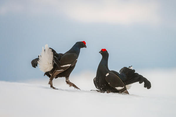 black grouse in fight on the snow, Trentino Alto-Adige, Italy
