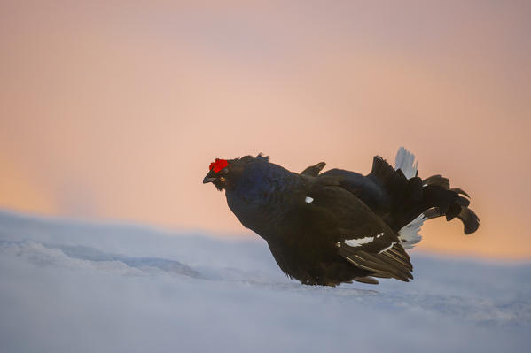 black grouse, Trentino Alto-Adige, Italy