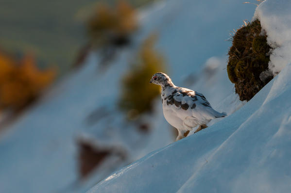 Ptarmigan, Trentino Alto-Adige, Italy