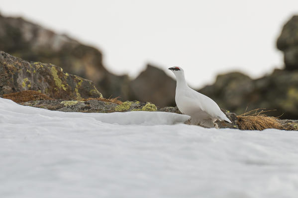 ptarmigan, Trentino Alto-Adige, Italy