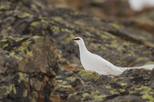 Ptarmigan on the rocks, Trentino Alto-Adige, Italy