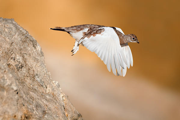 Ptarmigan, Trentino Alto-Adige, Italy