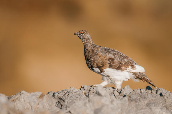 Ptarmigan, Trentino Alto-Adige, Italy