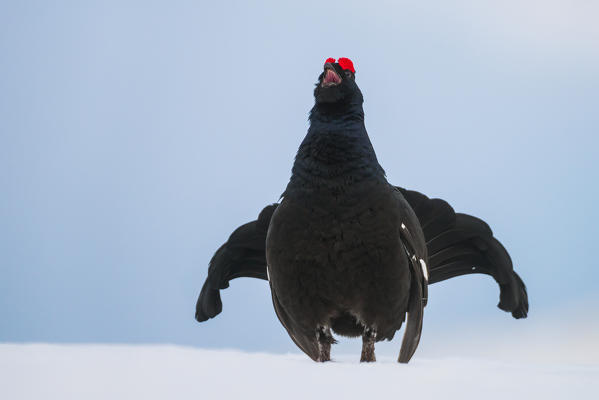 black grouse on the snow, Trentino Alto-Adige, Italy