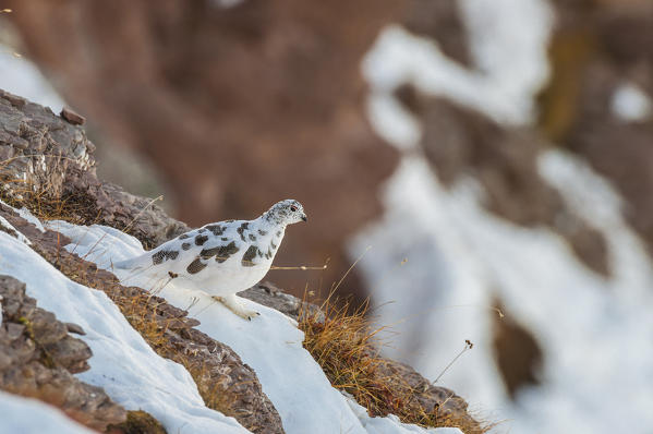 Ptarmigan, Trentino Alto-Adige, Italy