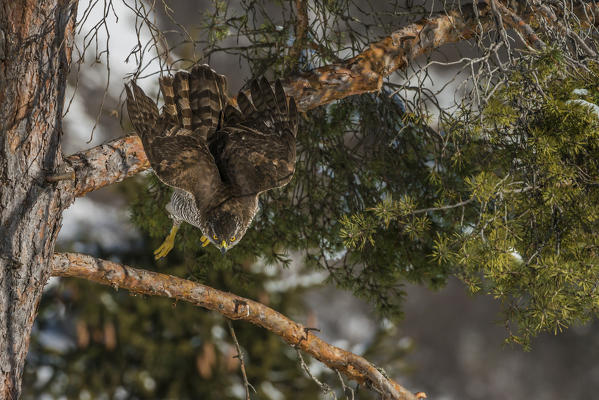 goshawk in flight, Trentino Alto-Adige, Italy
