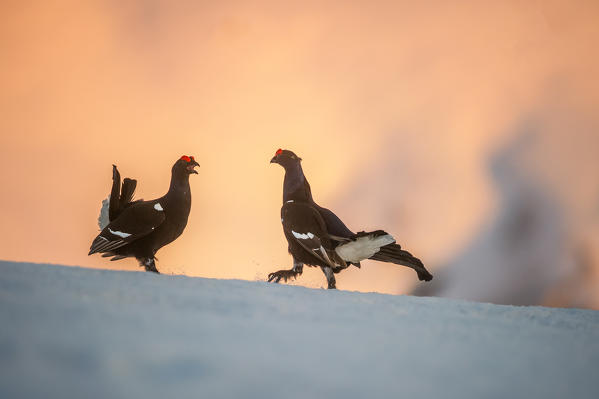 black grouse in fight at sunset, Trentino Alto-Adige, Italy