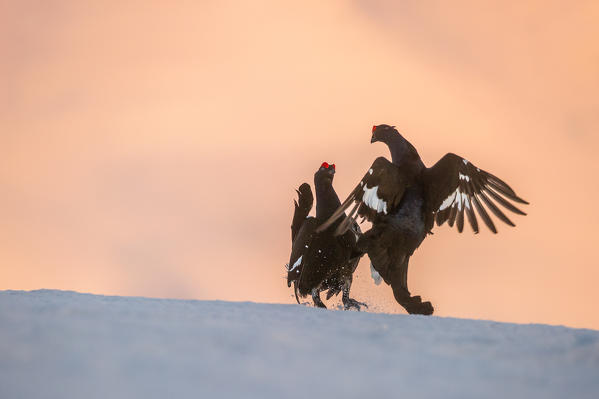 black grouse in flight at sunset, Trentino Alto-Adige, Italy