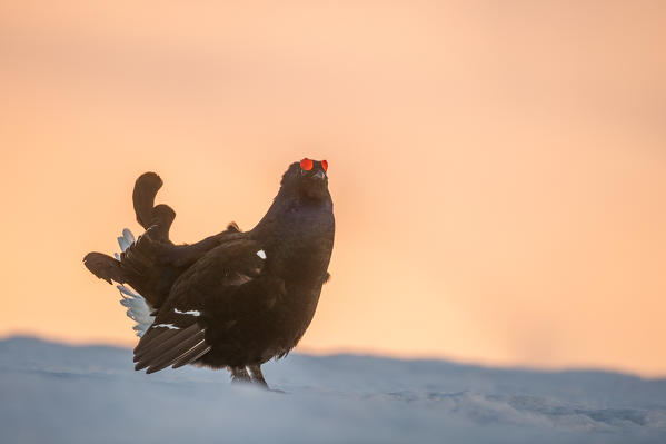 black grouse, Trentino Alto-Adige, Italy