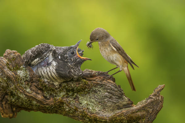 cue a redstart the Cuckoo, Trentino Alto-Adige, Italy
