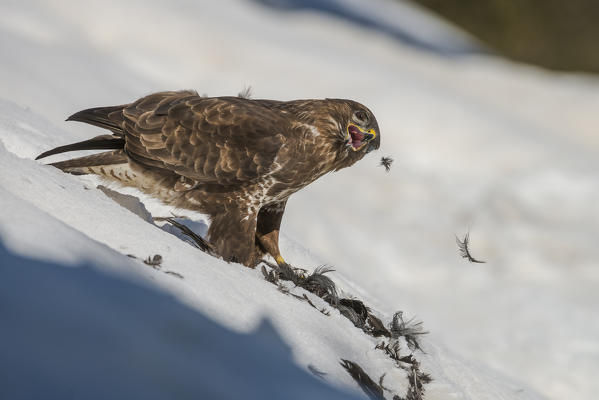 Buzard with prey, Trentino Alto-Adige, Italy