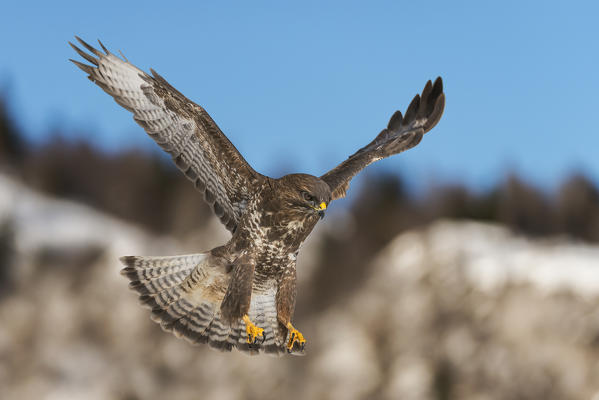Buzard in fly, Trentino Alto-Adige, Italy