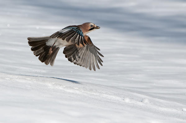 Eurasian jay in flight on the snow, Trentino Alto-Adige, Italy