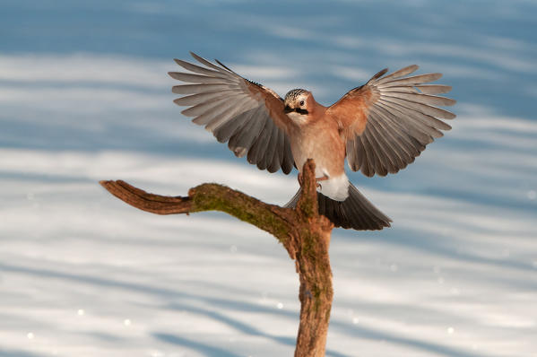Eurasian jay, Trentino Alto-Adige, Italy